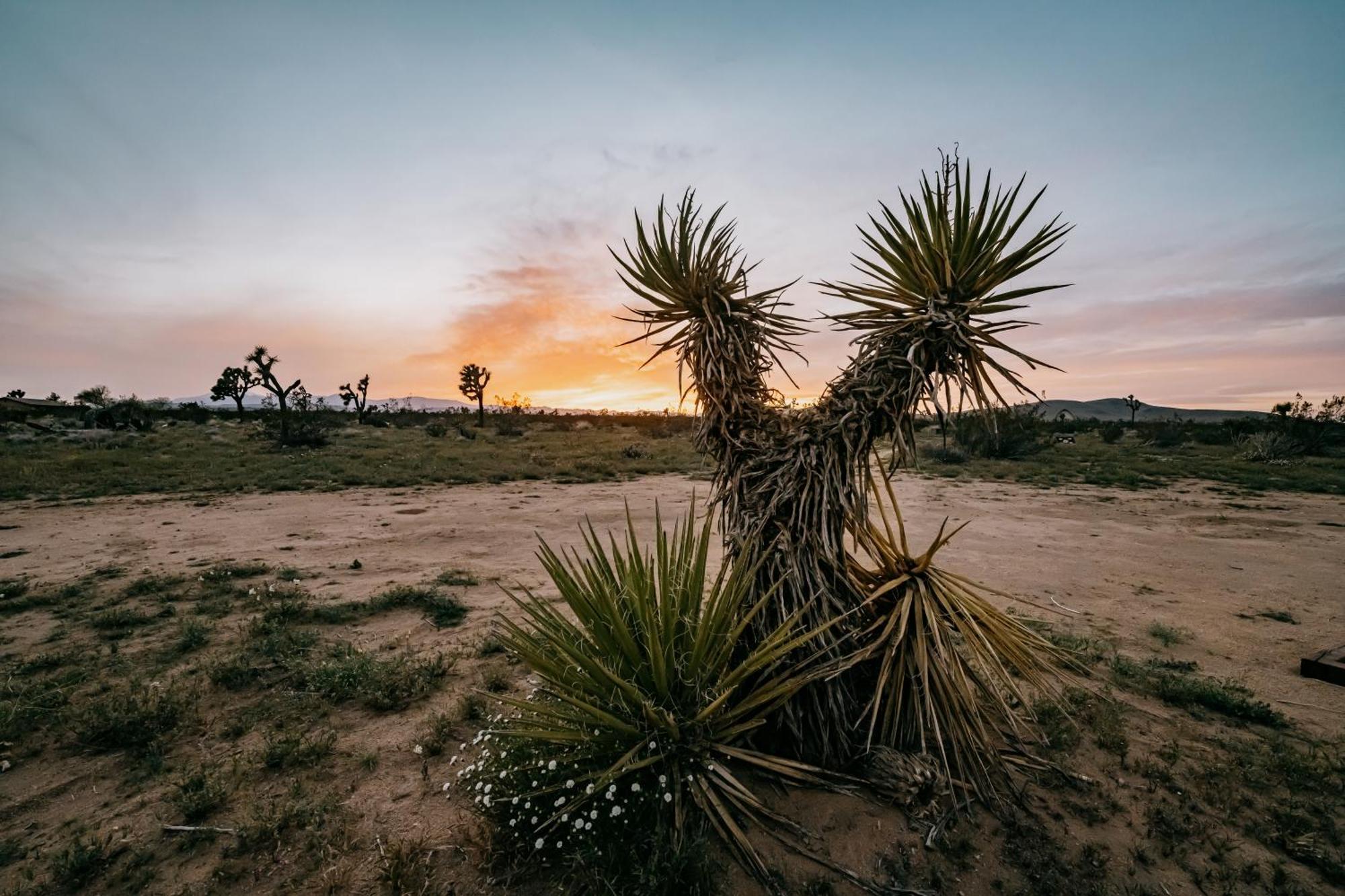Coyote Tracks - A Modern Desert Experience Villa โจชัวทรี ภายนอก รูปภาพ